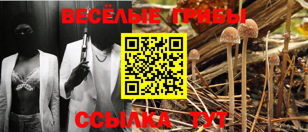 Псилоцибиновые грибы мицелий  Благодарный  Псилоцибиновые грибы Magic Shrooms 